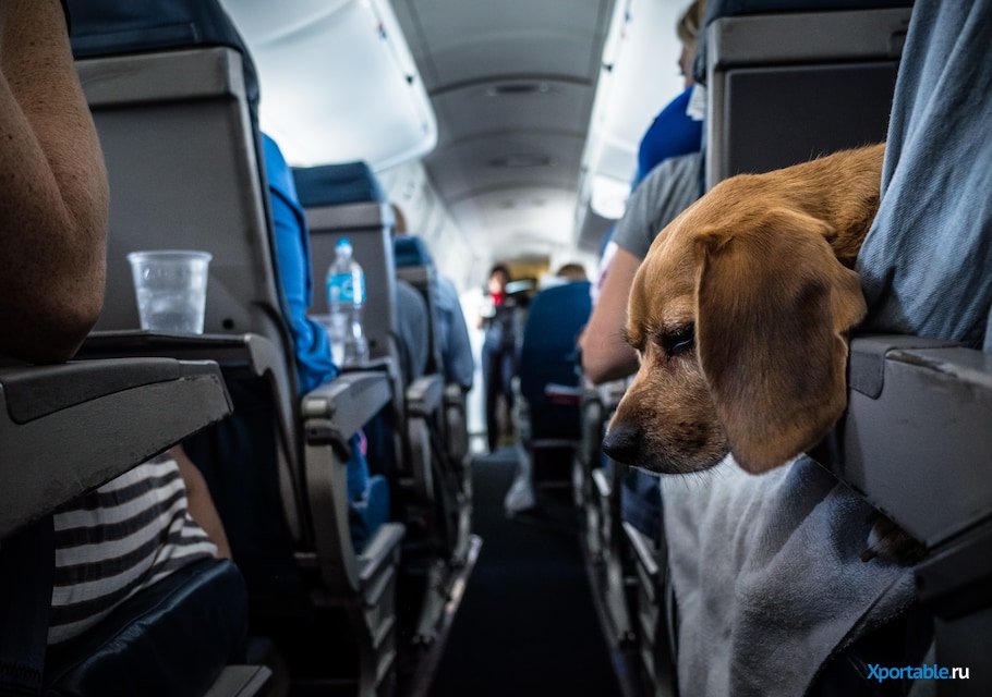 Как перевезти животных самолетом без сопровождения