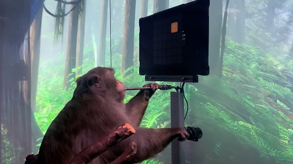 В Китае мозг примата подключили к компьютеру